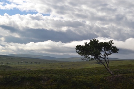 A lone tree on the Alta Canyon trail